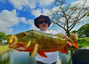 Florida peacock bass in Lake Ida