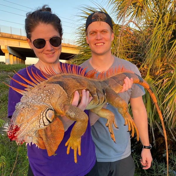 Hunt Iguana Florida