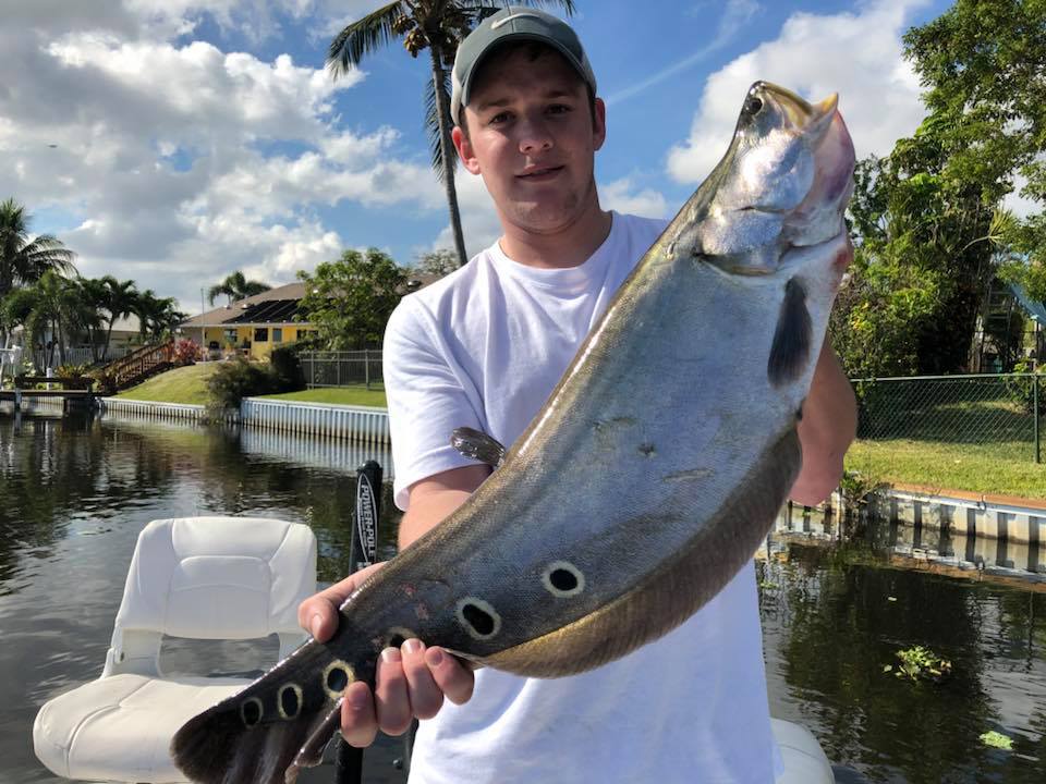 Clown knife fish in Lake Ida